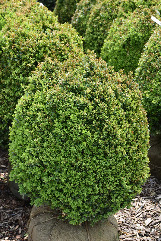 HEDGING